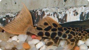 L114 Leopard Cactus Pleco - 3 inch